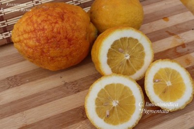C. limonimedica Pigmentata - 